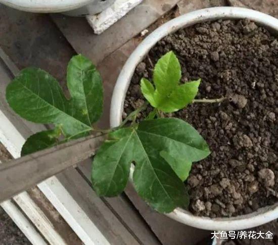 爬藤开花还结果, 夏天种1棵, 小阳台变百果园!
