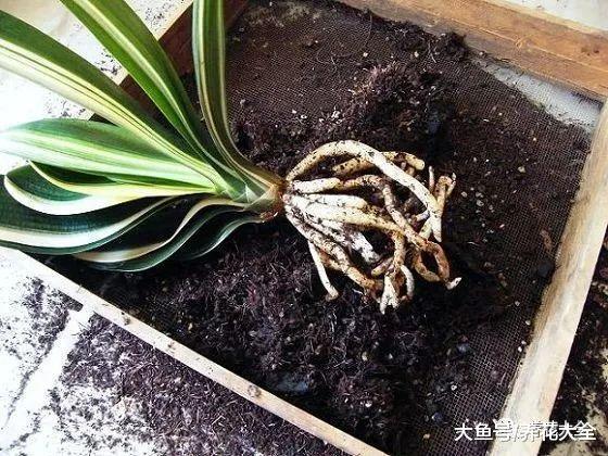 君子兰不开花? 那就给它换个盆, 花叶一起往外长!