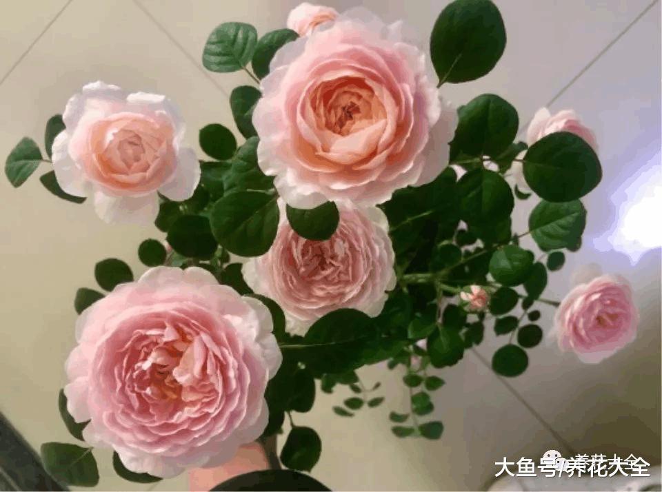 月季盆里撒点它, 月月花开爆, 根本停不下来!