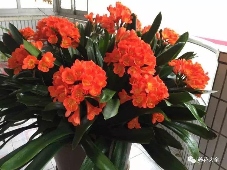 别人家的君子兰, 一养就是20年, 满盆都是大花球!