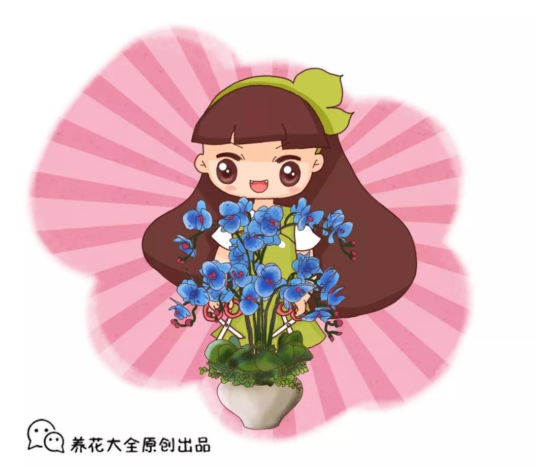 蝴蝶兰开完花就扔? 教你这么养, 年年冬天都能开!