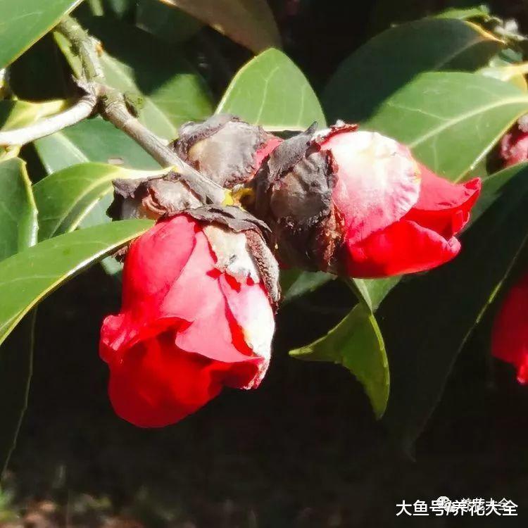 茶花这么养, 花蕾呼呼往外冒, 花朵越来越水灵!
