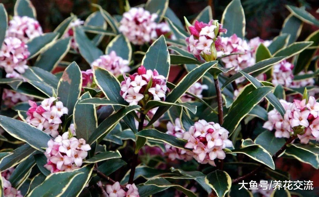 9种可以保持常年翠绿的开花灌木, 果子也是特别自然的