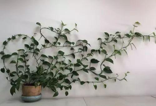 自家养的绿萝总是黄叶、烂根? 这样做绝对摆脱这些问题!