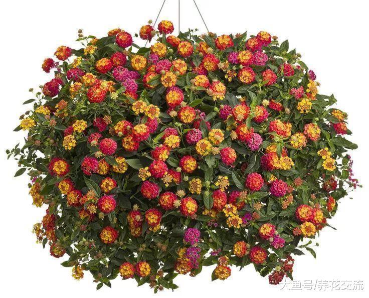 耐盐碱,容易开花的五色梅, 没想到还能养成盆栽灌木