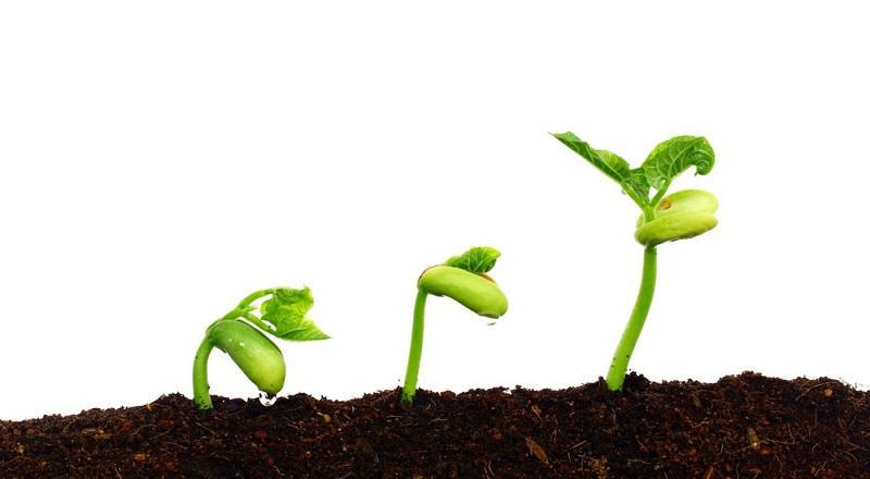 戏说植物种子为何会发芽?