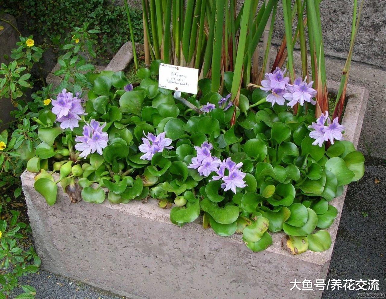 在江河湖泛滥生长的一种草, 养在花盆里却是好看的景观