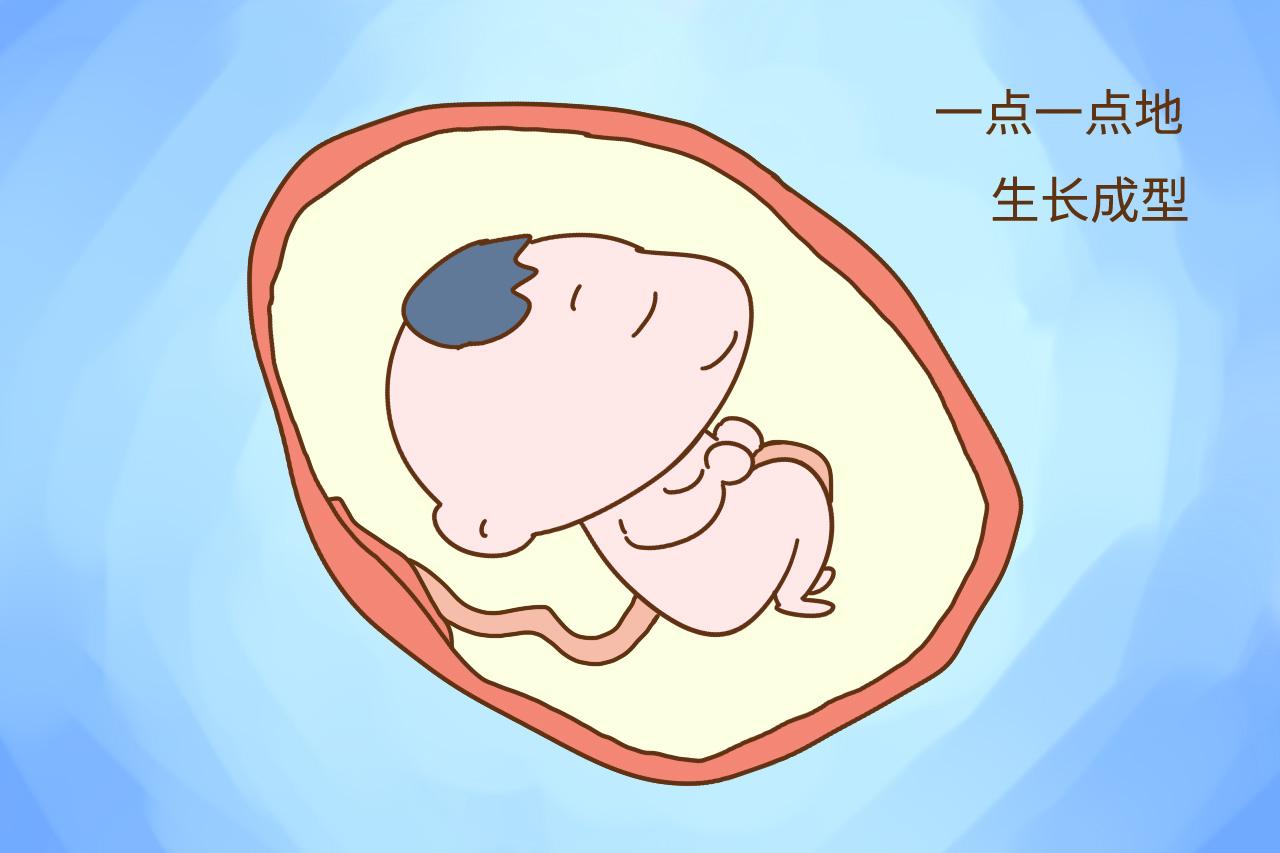 “怀孕头仨月, 婆婆、妈妈很操心”, 为什么怀孕头仨月很重要?