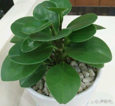 用玩手机的时间, 养一盆豆瓣绿, 帮眼睛做个“按摩”!