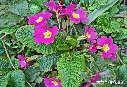 在树荫下生长开花特别好的10种花, 在半阴和凉爽的地方养才好