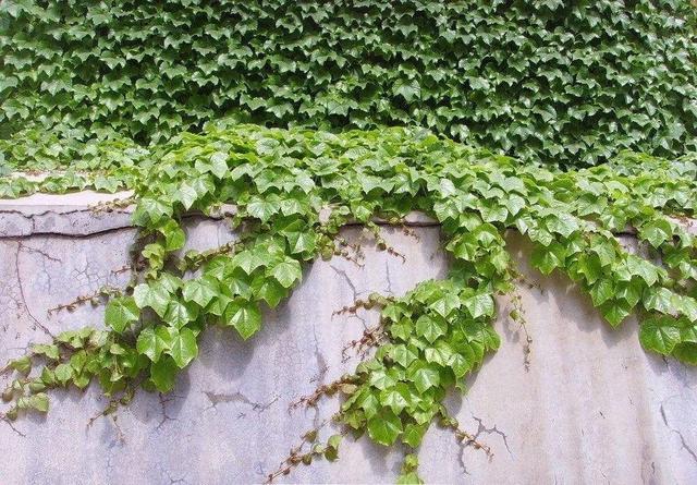 没想到城市里还能碰到一味这么好的中药, 不知道真可惜!