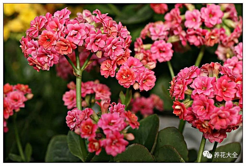 这5种花欠收拾, 夏天给它剪两刀, 10天又能开一箩筐!