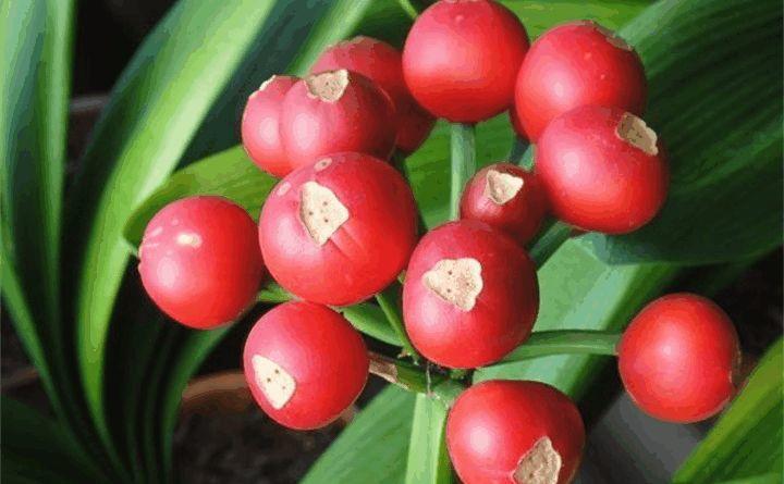 虎皮兰君子兰, 几个小动作, 年年开花结果子!