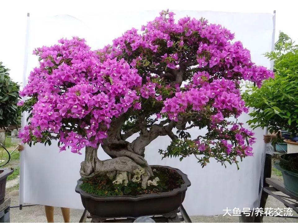 这些常见的盆栽植物都适合养成盆景, 养几十年都能存活