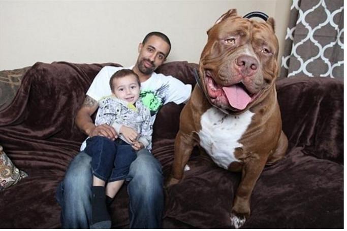 斗牛犬每顿都要用盆吃牛肉, 主人不但不责怪, 反而说自己赚到了