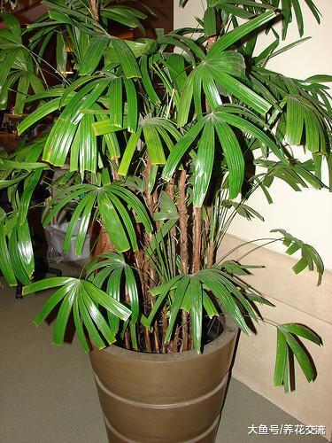 室内摆放的客厅里净化空气的6种植物, 看起来都有热带风情