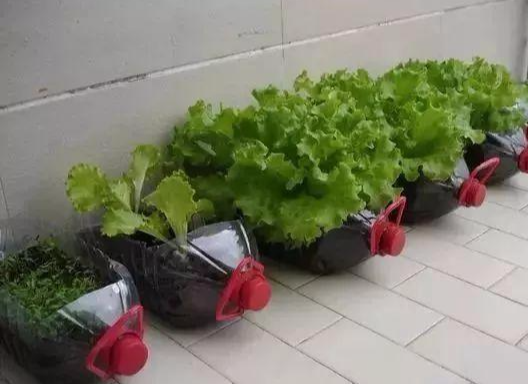 再也不用买菜了! 他用可乐瓶油桶打造厨房小菜园, 1年都吃不完