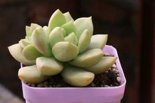 多肉发生病虫害, 马上这么处理, 安全无痛度过危害期!