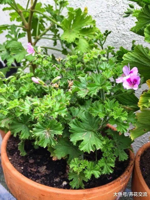 这些植物养家里可以改善空气质量, 将室内变得更加清新