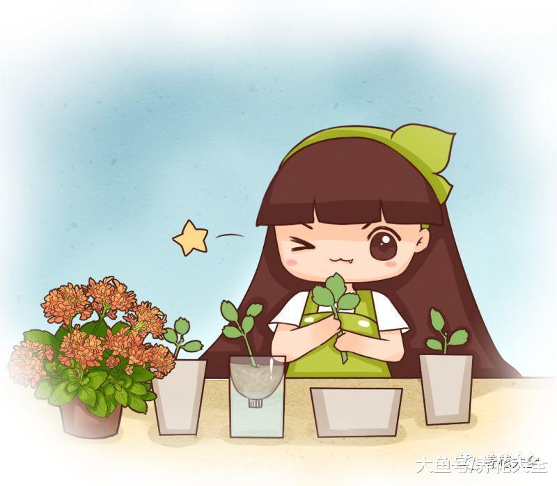 扦插不成活? 那就用块花泥, 方法简单生根快!