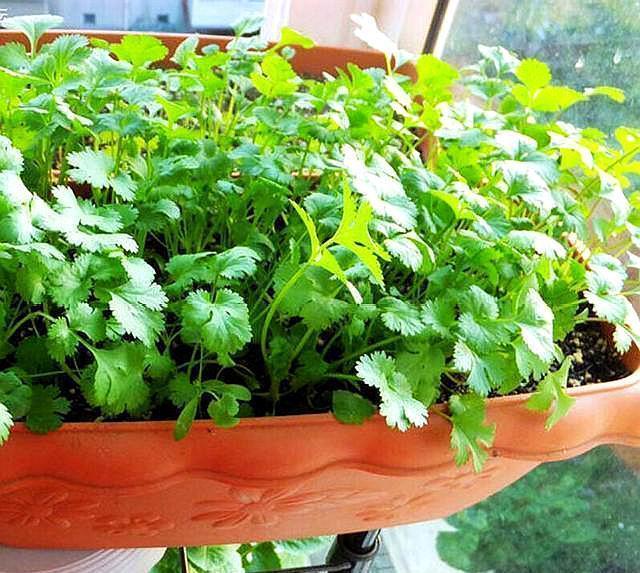 阳台种香菜, 只用2个“妙招”, 发芽齐、长得快, 摘1茬长1茬