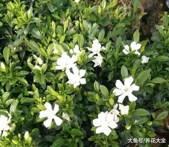 好看又好养, 最主要的是比香水还好闻, 把它们养在家里天天都是好心情!