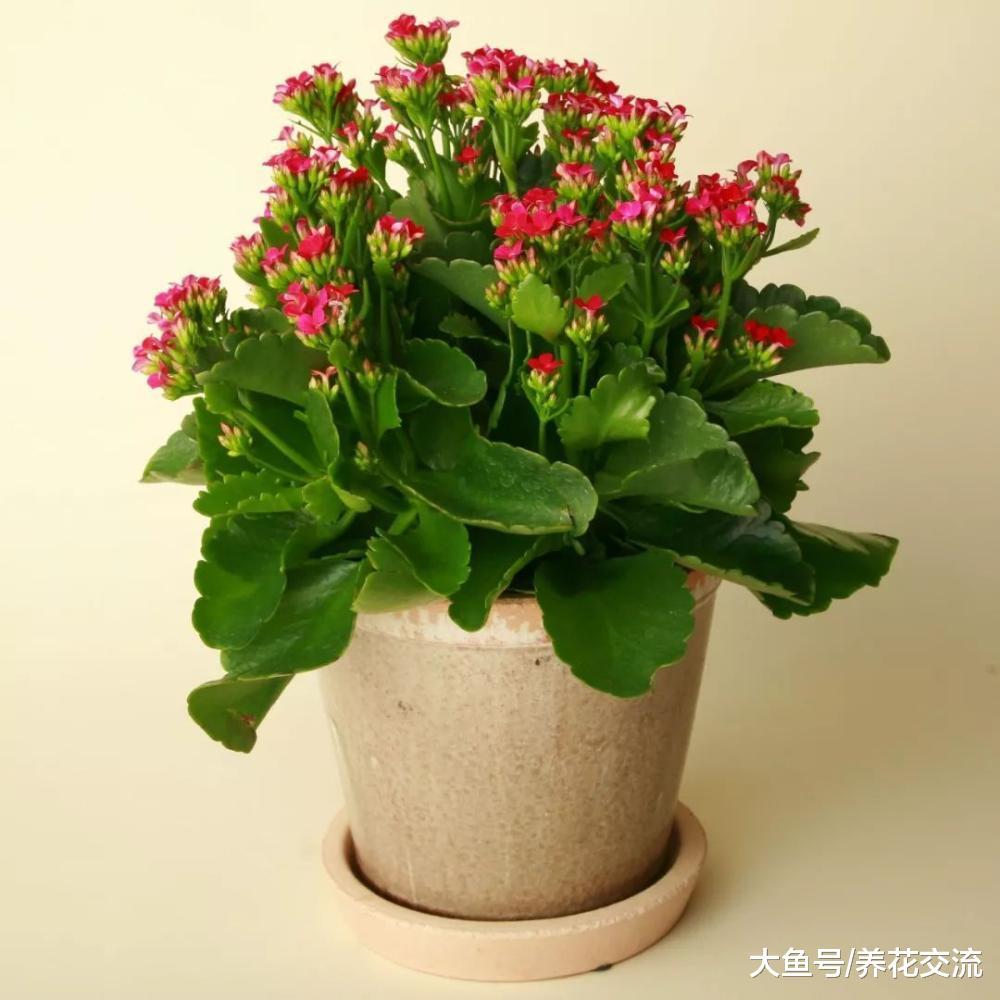 夏季用这些方法养护长寿花, 秋季就能孕育花苞, 冬春时节灿烂开花