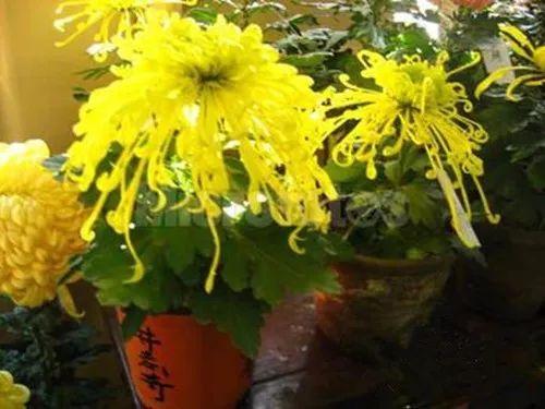 花盆、土壤、施肥? 这些新手该怎么操作挑选才对呢? 快来看看吧!