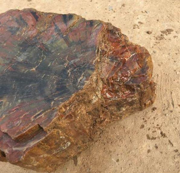 男子砍柴时捡回烂木桩, 家里人都说有病, 岳父一伸手慌了