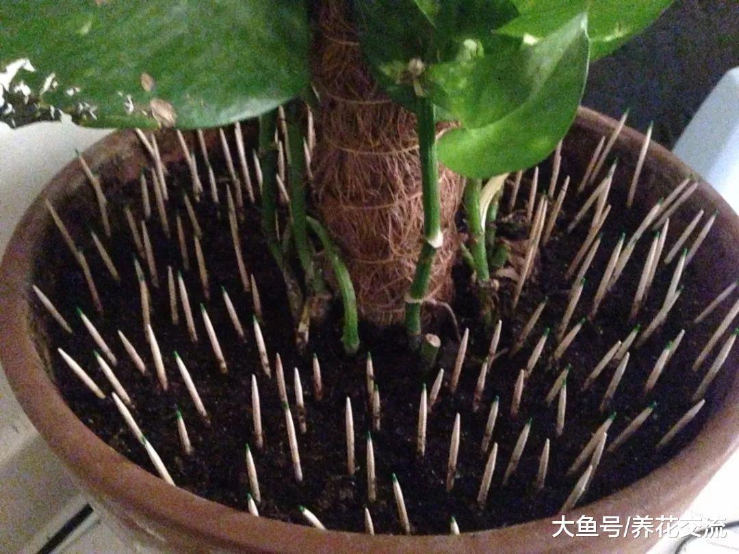 这几个方法都可以防止家里的猫践踏盆栽植物, 你更喜欢哪种