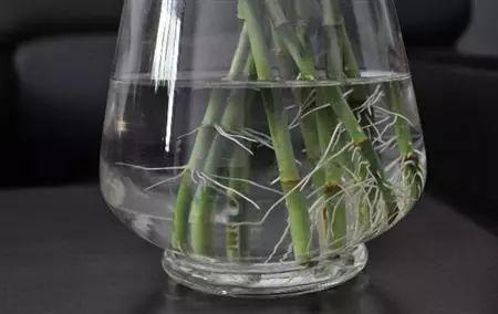 富贵竹在这么炎热的夏天该怎么生存? 富贵竹夏季养护了解一下?