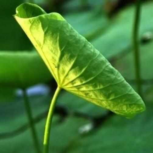 这些植物是高尿酸的“天敌”, 每天泡水喝, 尿酸下降, 痛风不发作