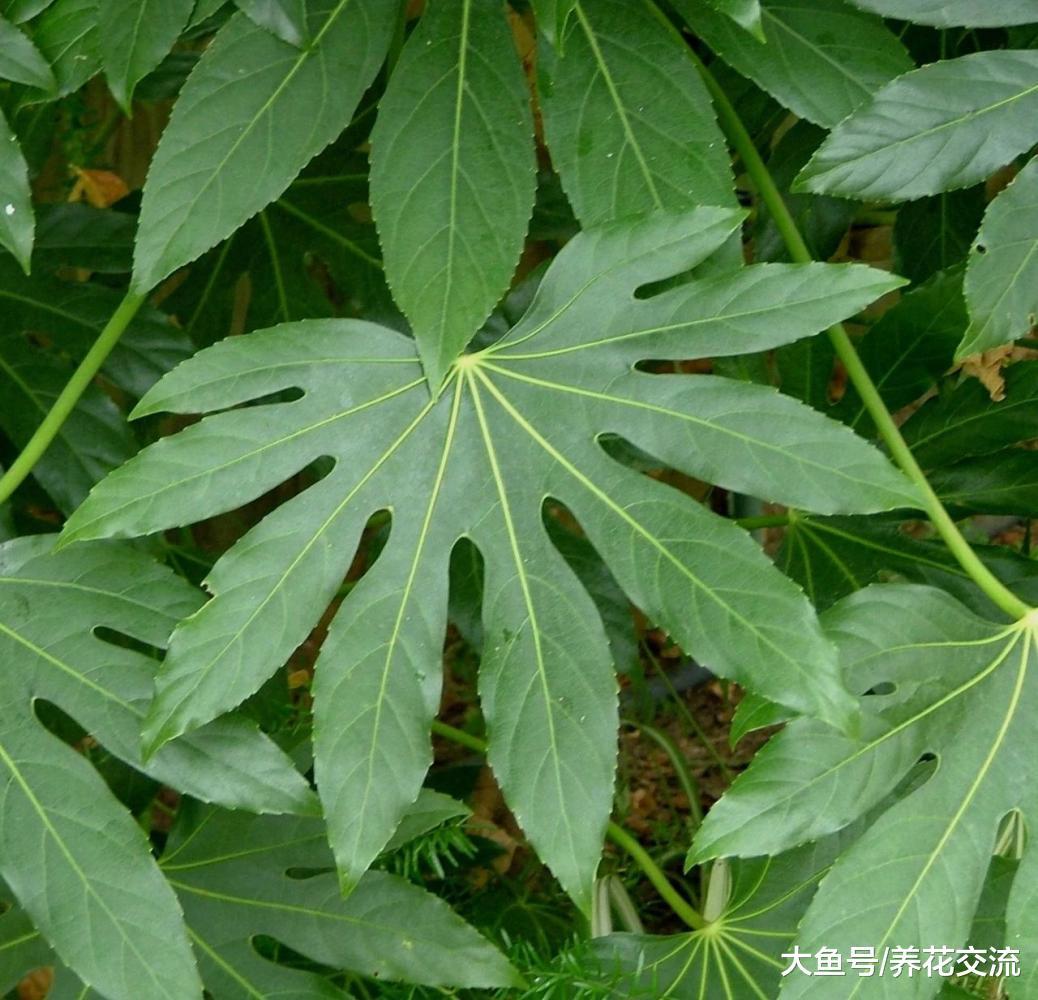 特别大气的大型盆栽八角金盘, 寓意为八方来财的植物