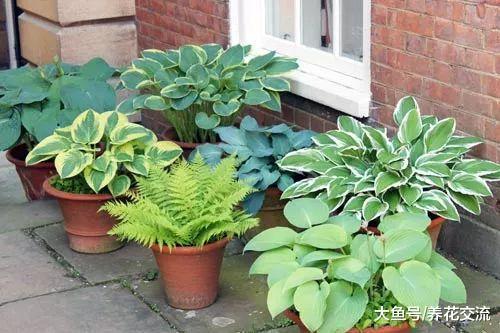 在院子、阳台阴凉处也能开出清香花朵的玉簪花, 有很多品种