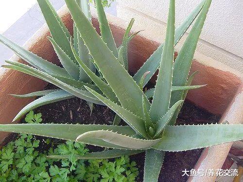 盆栽芦荟旁边长很多幼崽, 为什么朋友都要将它们拔掉?