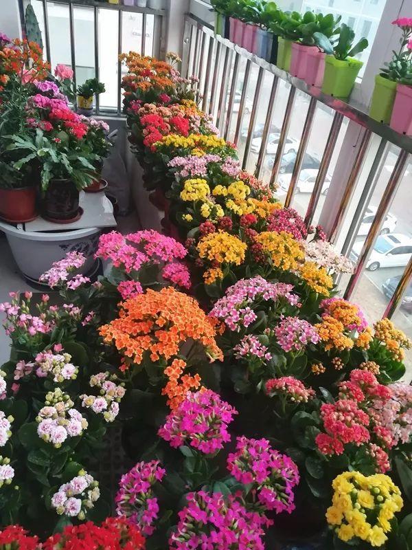 长寿花光长叶? 现在掐2下, 春节开成大花球!