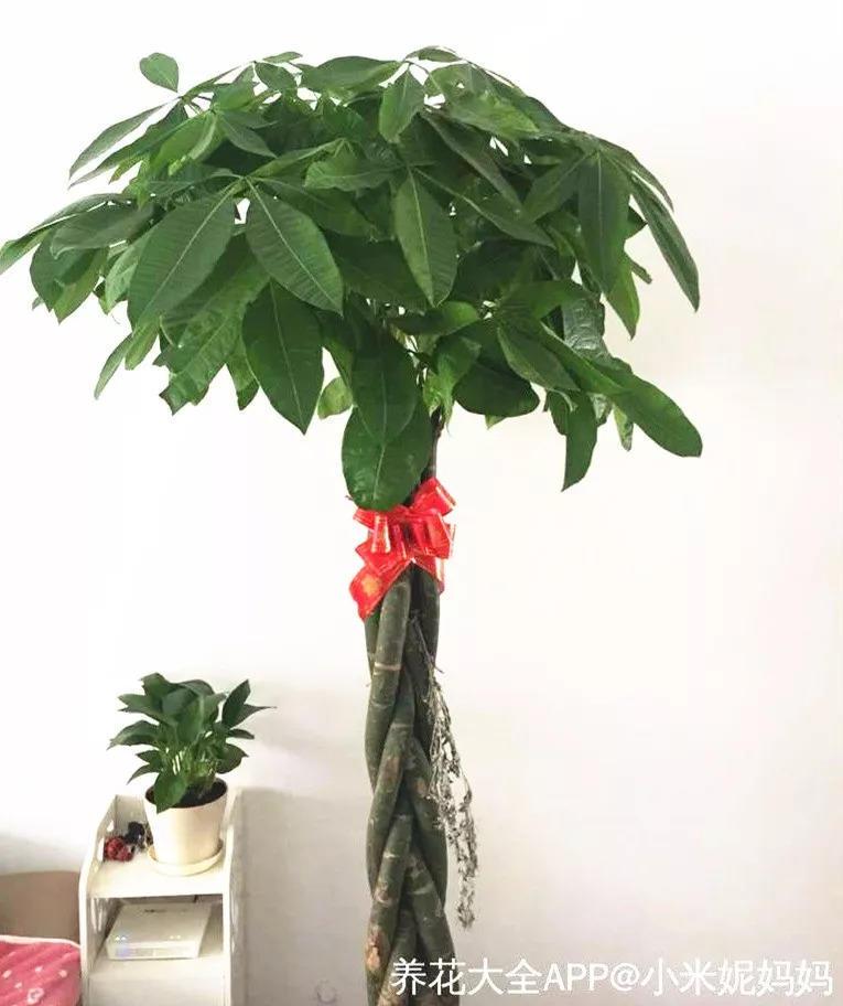 这些“有钱花”, 家里养1盆, 长得壮实寓意好!