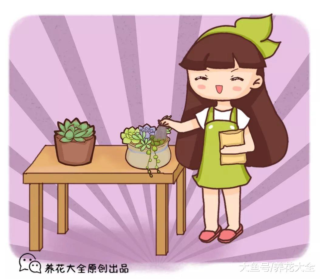 多肉盆里塞点它, 个个长成肉墩子, 胖到爆炸, 肥到流油!