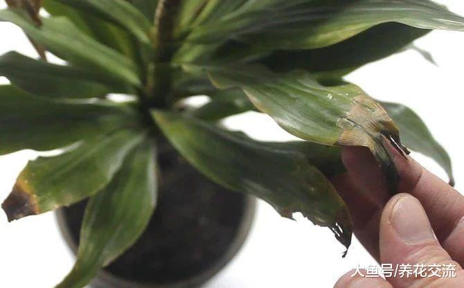 园艺新手掌握这些养花技巧, 室内植物都能轻松养护