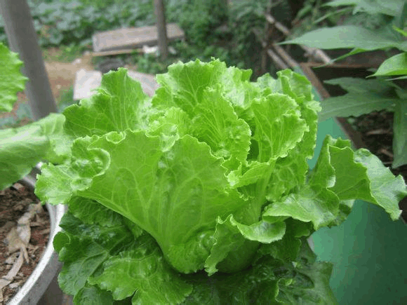 塑料桶别扔, 拿来在冬天种上“它”, 一茬茬的收不停!