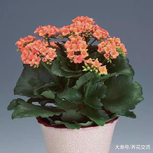 夏季用这些方法养护长寿花, 秋季就能孕育花苞, 冬春时节灿烂开花