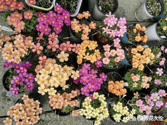 这些野花比栀子月季还好看, 再不采, 就要被别人采光了!