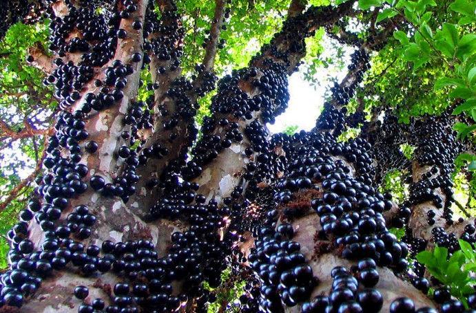 路边的树上长满“黑瘤子”, 深受女性喜爱被称为“天然护肤品”