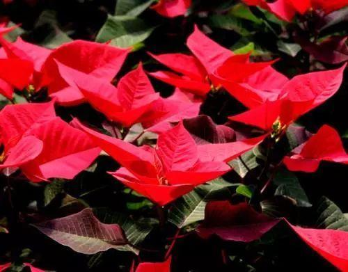 做好这几步, 控制花卉开花时间不是梦, 想几时开就几时开!