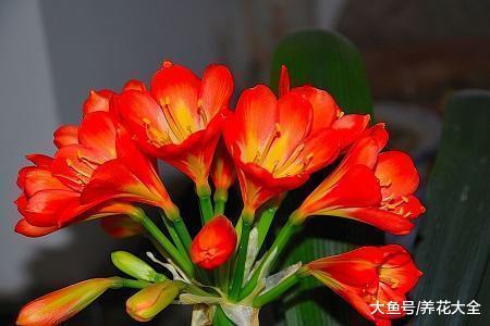 想给君子兰换盆的你赶紧看看, 做错了就等于白换