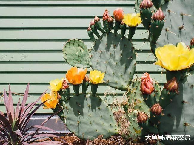 耐热耐旱的开花植物, 选这几种就不会错
