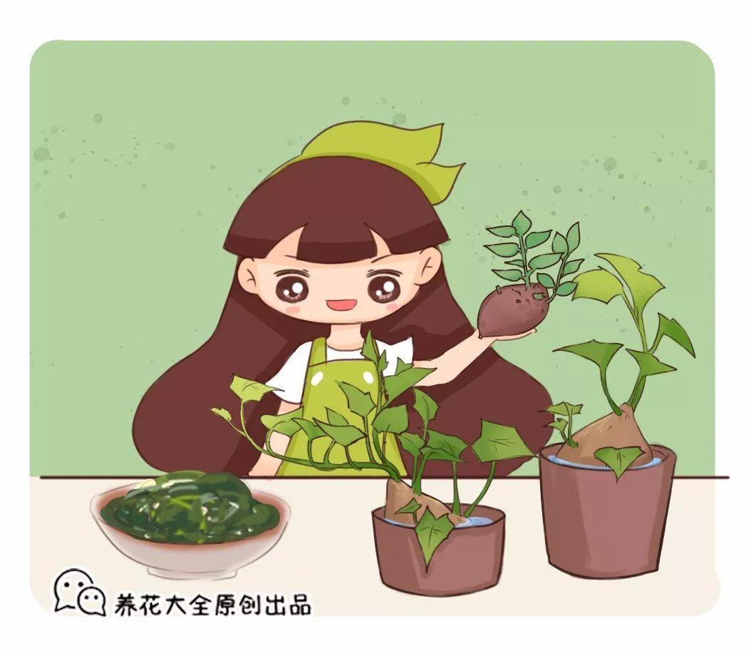 夏天快吃长寿菜, 路边到处都是, 掐根枝扔水里就活!