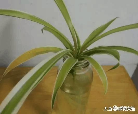 绿萝吊兰水培总黄叶! 只要3步, 立马变绿!