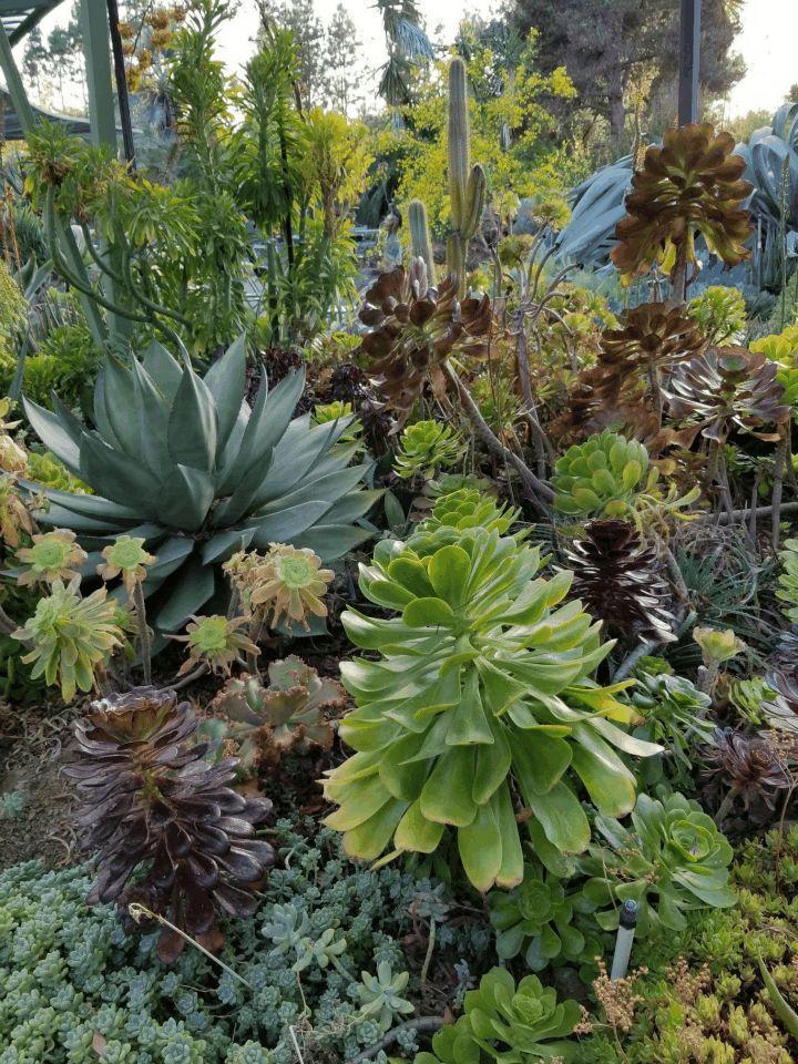 空旷的土地, 老奶奶花了40年, 打造出多肉森林!