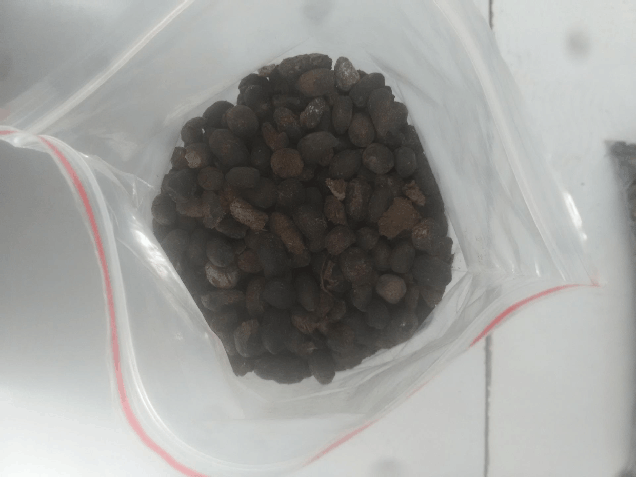 文竹就喜欢这种“脏又臭”的东西, 几粒下去, 绿枝冒不停!